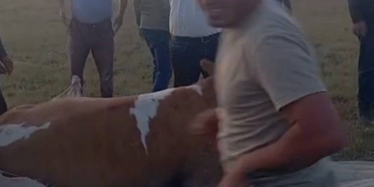 Arin Gölü’nde Çamura Saplanan İnek Kurtarıldı