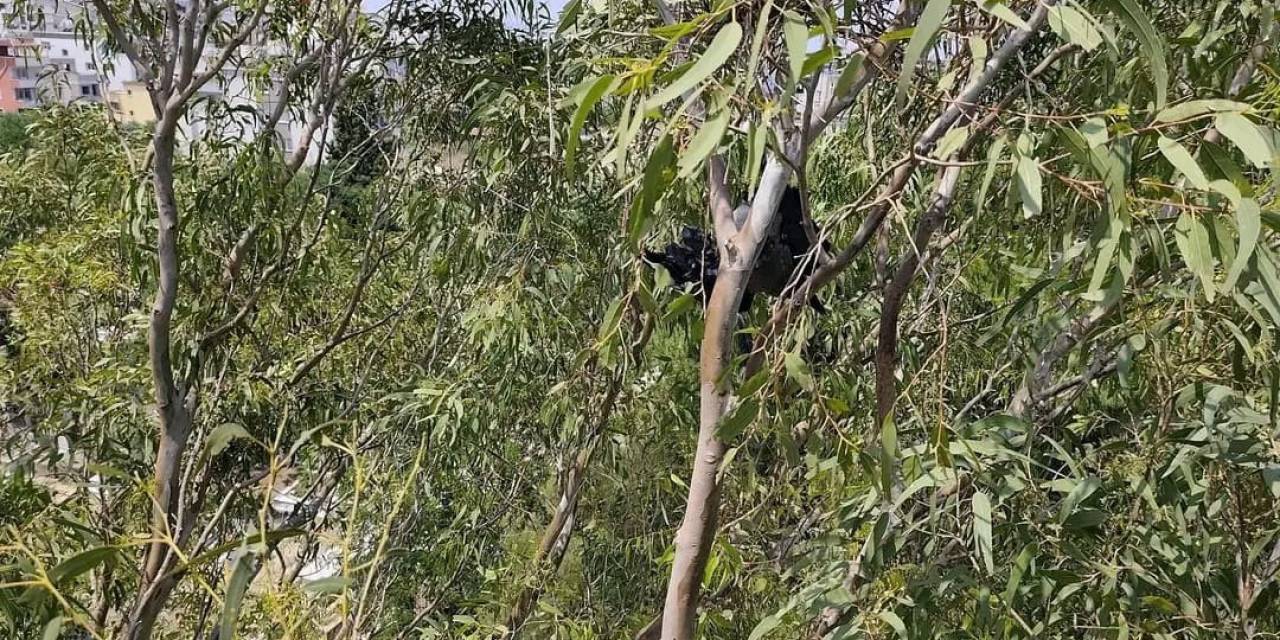 Arsuz’da Ayağına İp Dolaşan Karganın Yardımında İtfaiye Yetişti