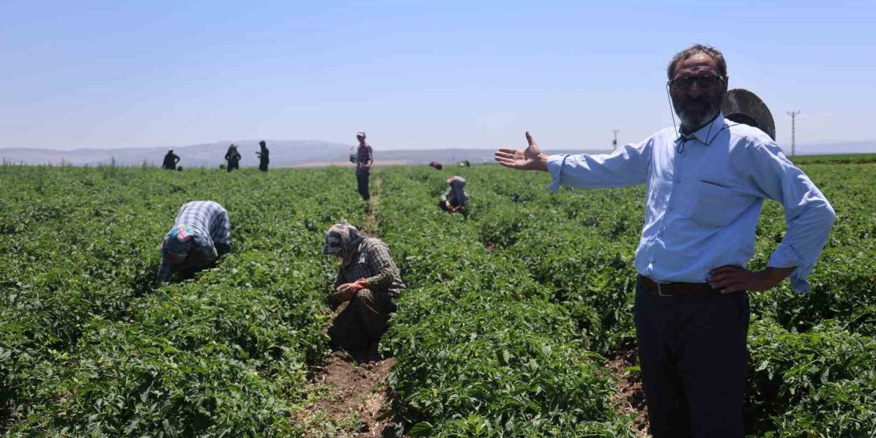 Tarım İşçileri Kavurucu Sıcakta 800 Tl Yevmiyeyle Zorlu Mesaiyi Sürdürüyor