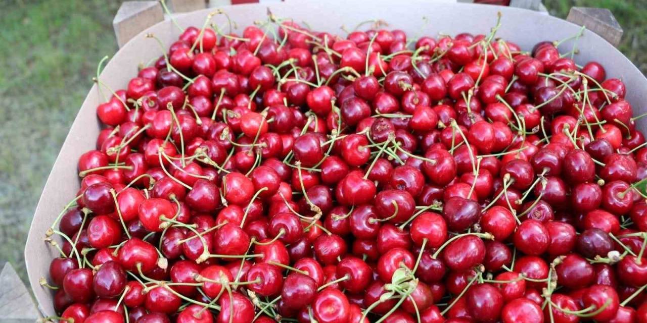 Erzincan’da Kiraz Bahçelerinde Hasat Başladı