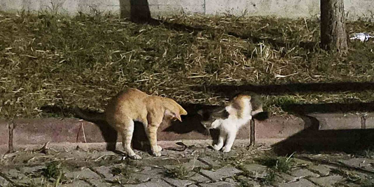 Kedilerin Çıyanla Tehlikeli Oyunu