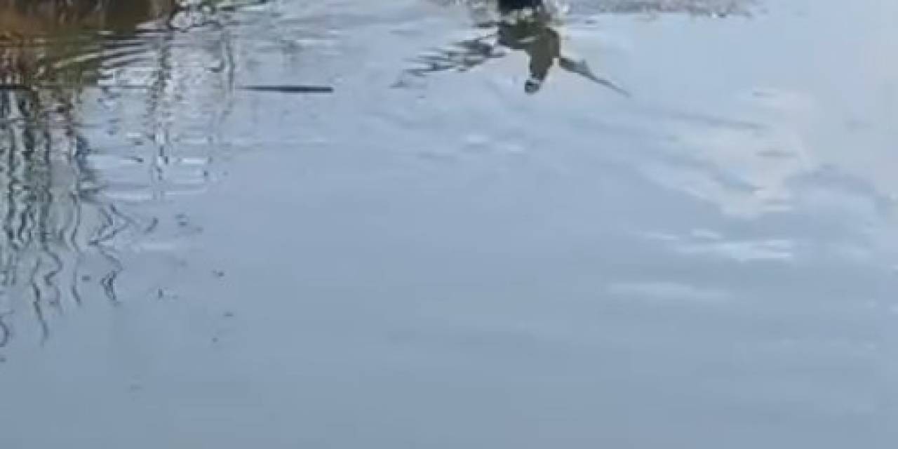 Isparta’da Yaralı Bulunan Bahri Kuşu Tedavisinin Ardından Doğaya Salındı