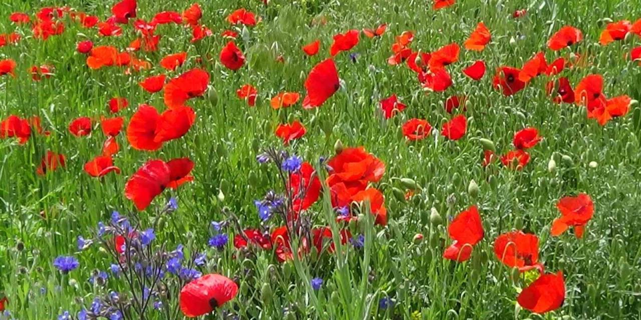 Van’ın Ovaları Renk Cümbüşüne Büründü