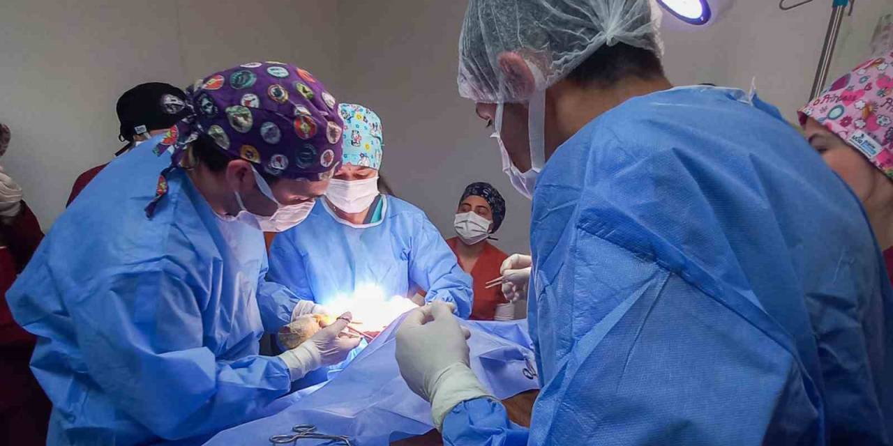 Kastamonu Üniversitesi’nde 5 Ayda 334 Hayvan Tedavi Edildi