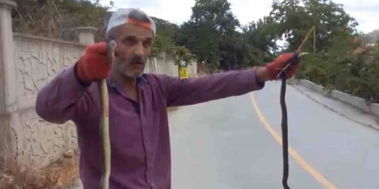 Yılanları Elleriyle Yakaladı