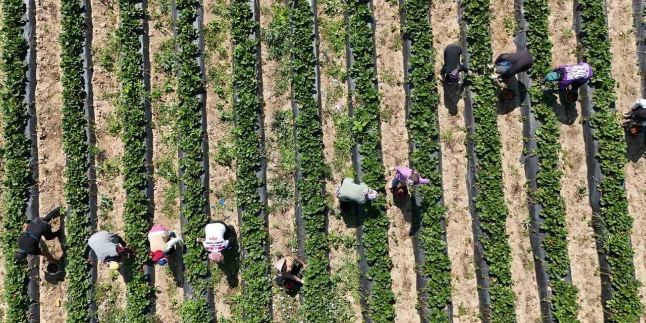 Bursa’da ’kırmızı Elmas’ Hasadı Başladı