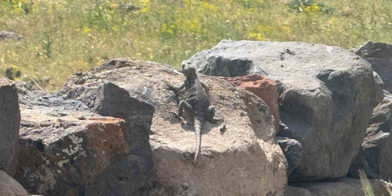 Ağrı Dağı Eteklerinde Nadir Görülen Kafkas Keleri Görüntülendi