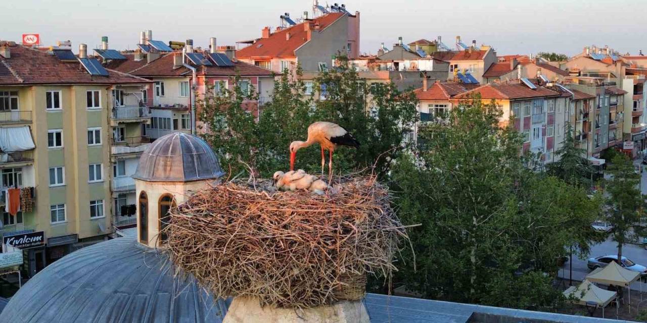 Leylekler Mesken Tuttukları Tarihi Kümbette Yavrularını Büyütüyor