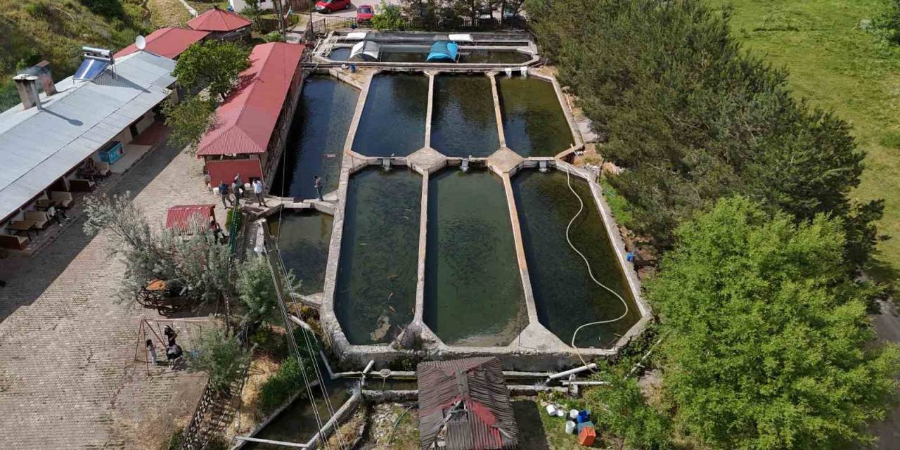 Denize Kıyısı Olmayan Sivas’ta Üretilen Balıklar Dünyaya Pazarlanıyor