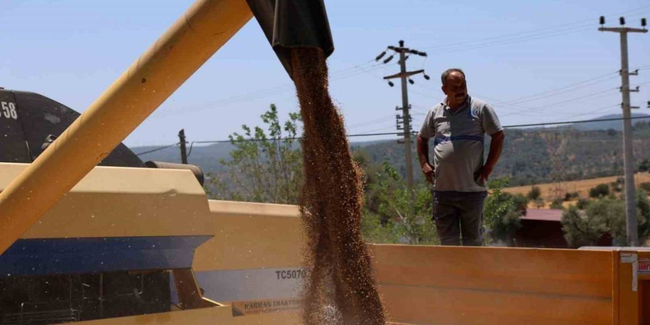 Bodrum Belediyesi’nden Karakılçık Buğdayı Hasadı