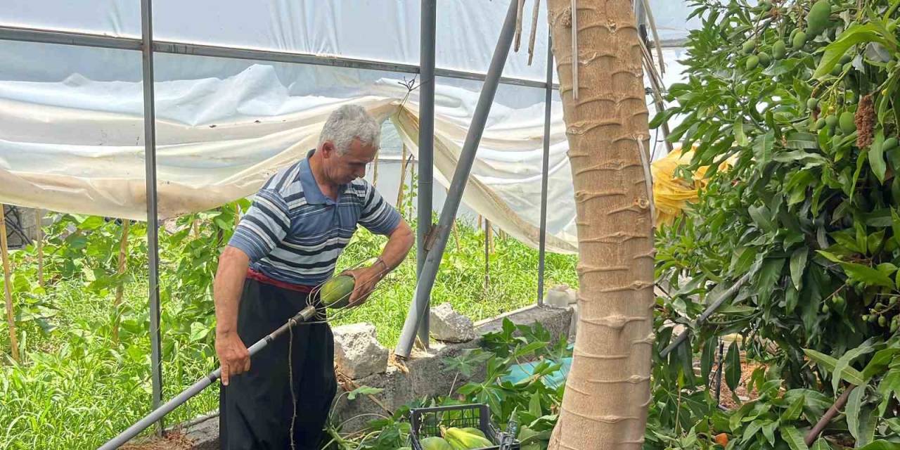 Alanya’da Papaya Hasadı Başladı, Kilosu 100 Liraya Kadar Alıcı Buluyor