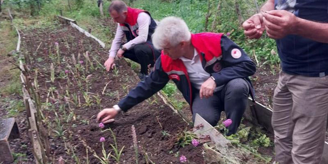 Rize’de Salep Yumru Hasadı Gerçekleştirildi