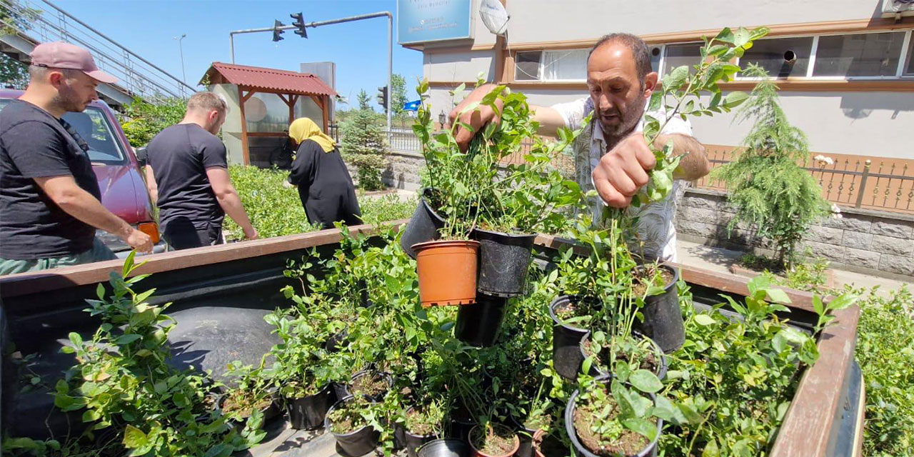 Rize'de Maviyemiş Üretimi İçin 9.500 Fidan Dağıtıldı