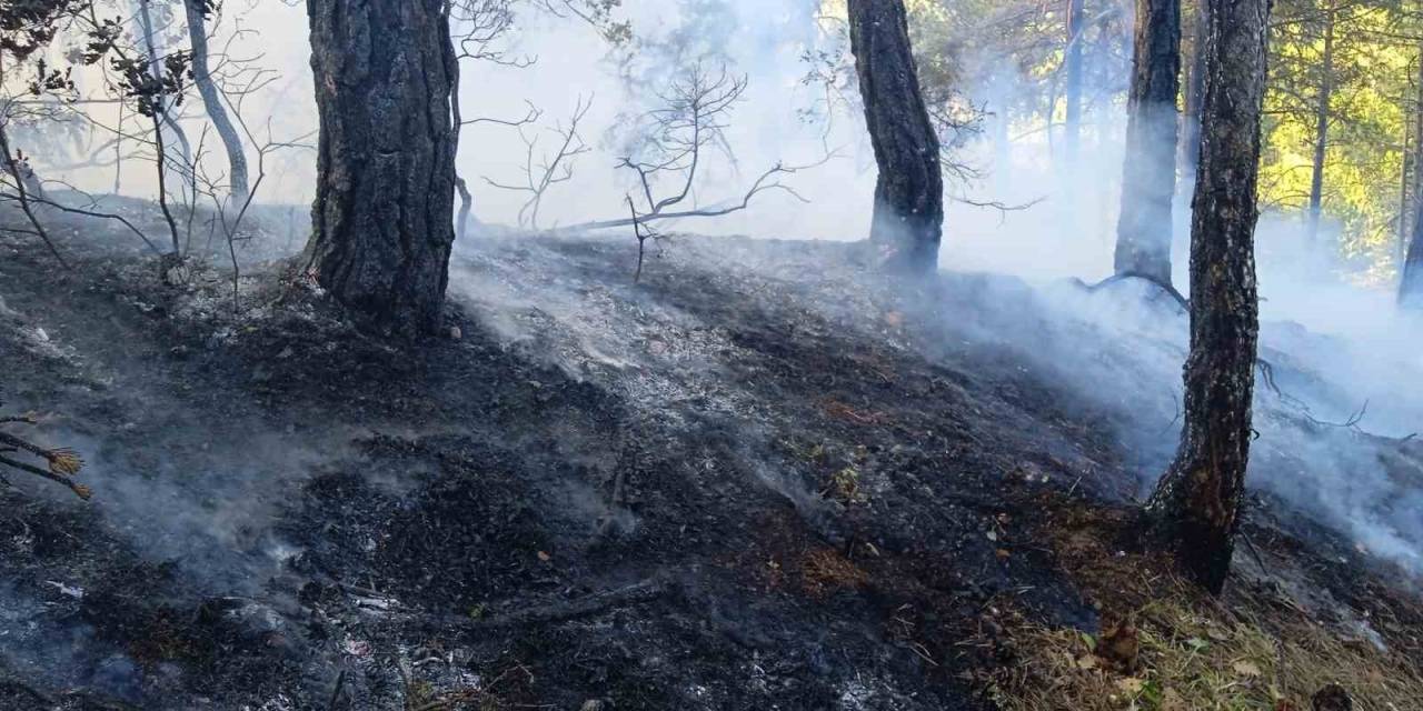 Bolu’da Örtü Yangını: 1 Hektar Zarar Gördü