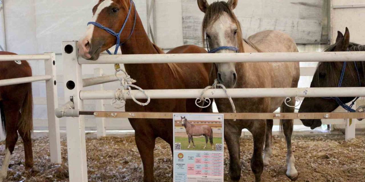 Tigem, Tay Satışından Tek Seferde 31 Milyon 20 Bin Liralık Gelir Elde Etti