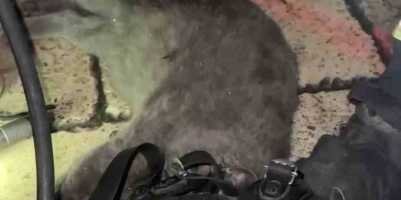 Dumandan Etkilenen Kediyi Oksijen Maskesiyle Kurtardılar