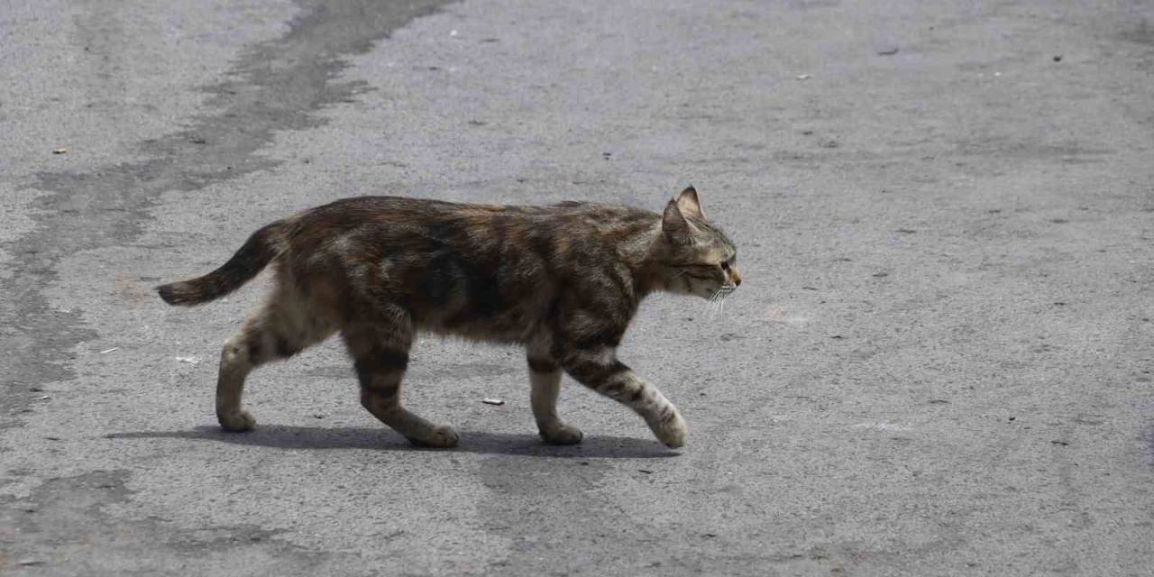 Mamaya Alıştırılan Kediler Tembelleşti, Şehirlerdeki Fare Ve Yılan Sayısı Arttı