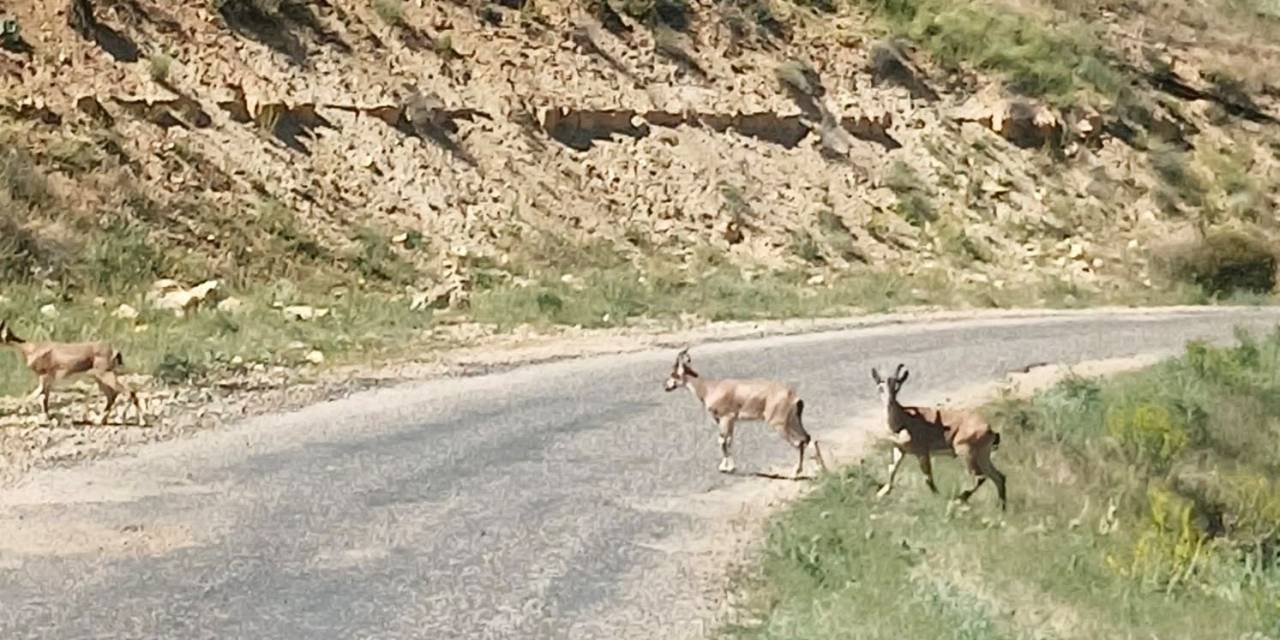 Dağ Keçilerini Görüntüledi, "Ne Kadar Güzelsiniz" Diyerek Paylaştı