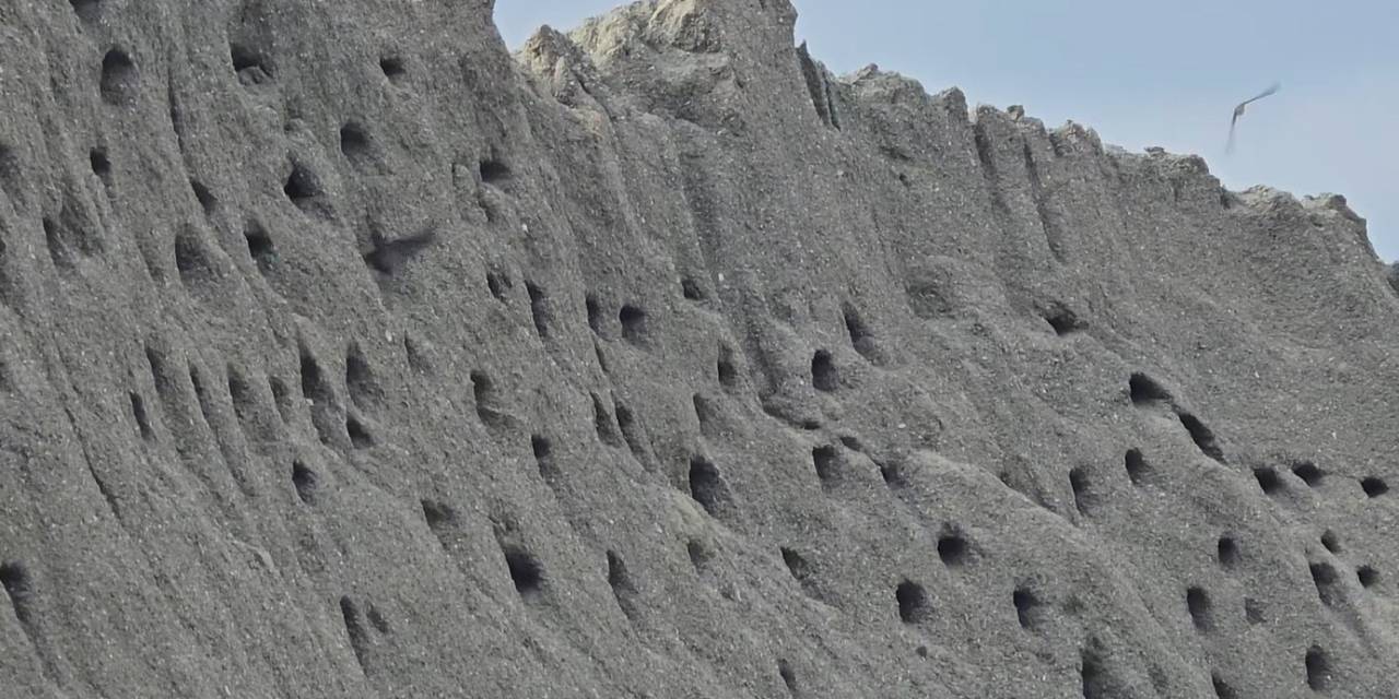 Tokat’ta Kuşların Kumda Kurduğu Site Doğaseverleri Mest Ediyor