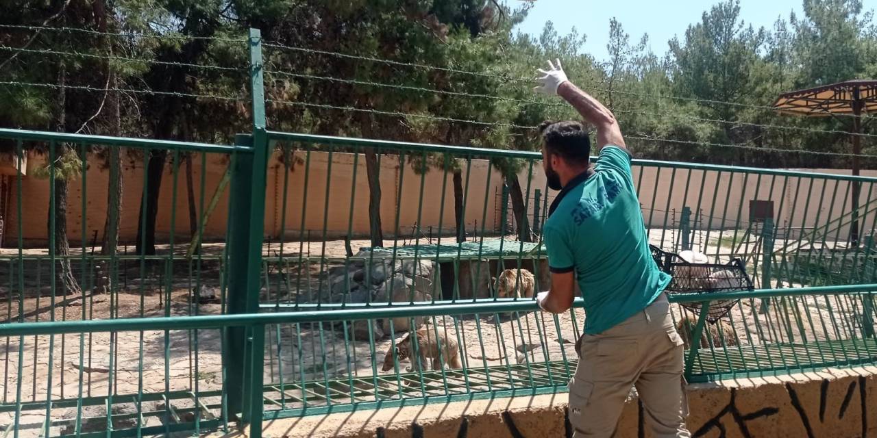 Sıcaktan Bunalan Yırtıcı Hayvanlara Buzlu Kokteyl