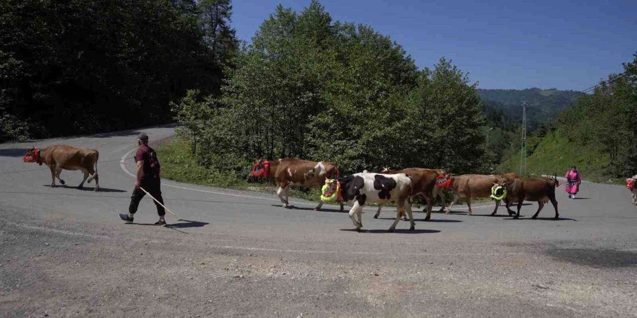 Karadeniz’den Renkli Yayla Göçleri