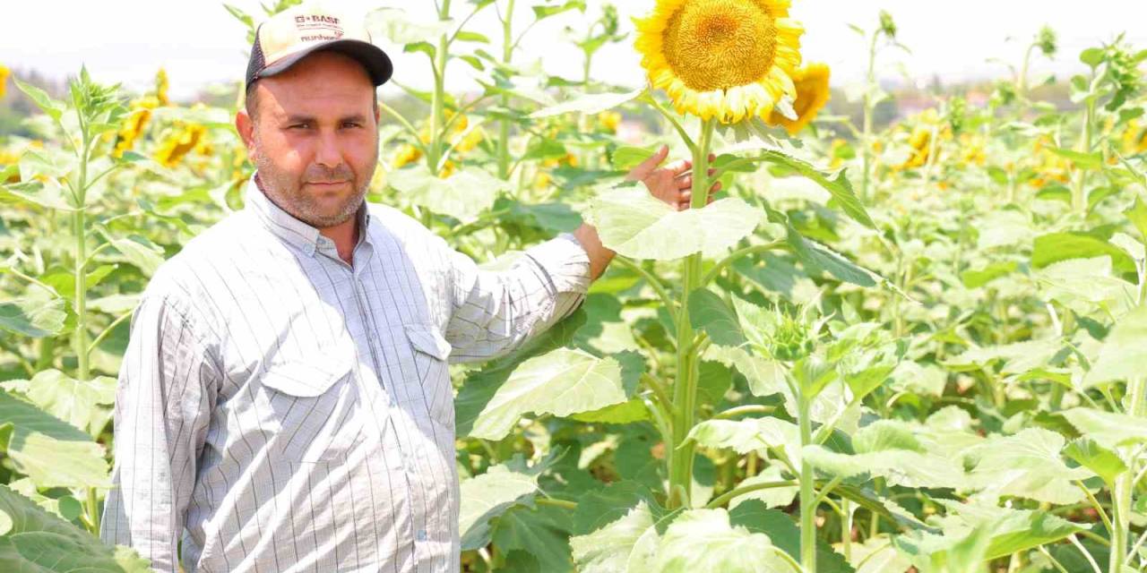 Sarının En Güzeli: Ayçiçeği Tarlaları Görsel Şölen Sunuyor