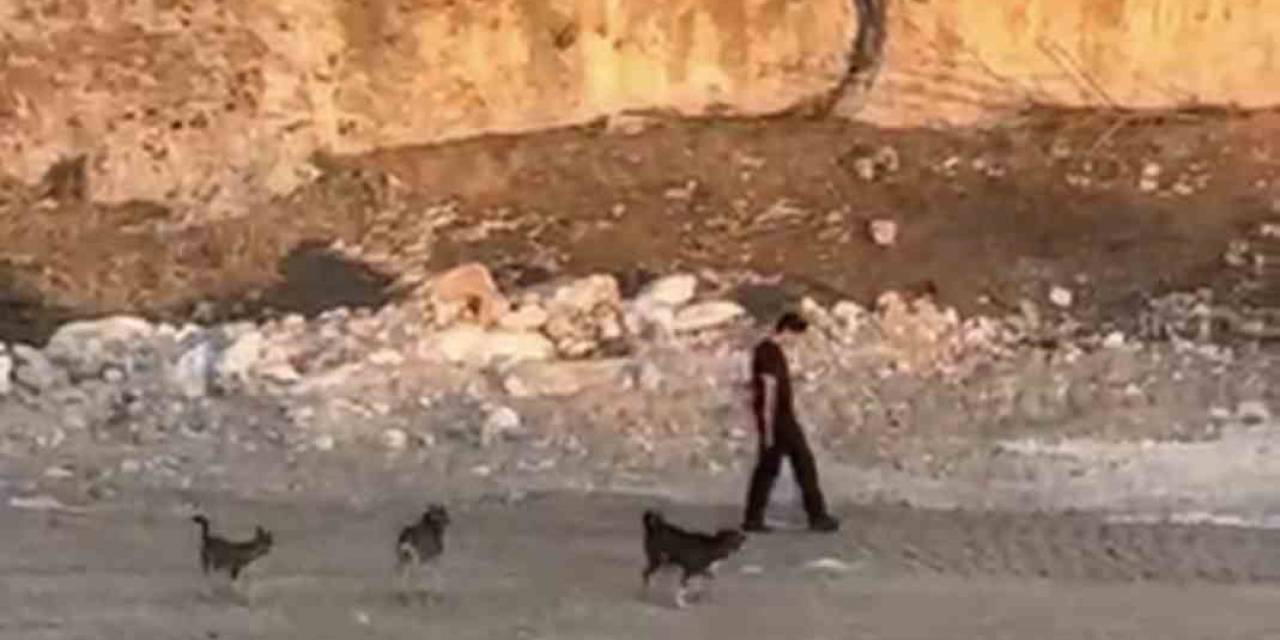 Köpeklerin Saldırısına Aldırış Etmeden Yoluna Devam Etti