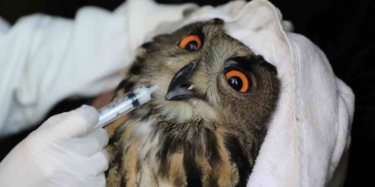 Nesli Tehlike Altındaki Yaralı Puhu, Tedavinin Ardından Doğaya Salındı