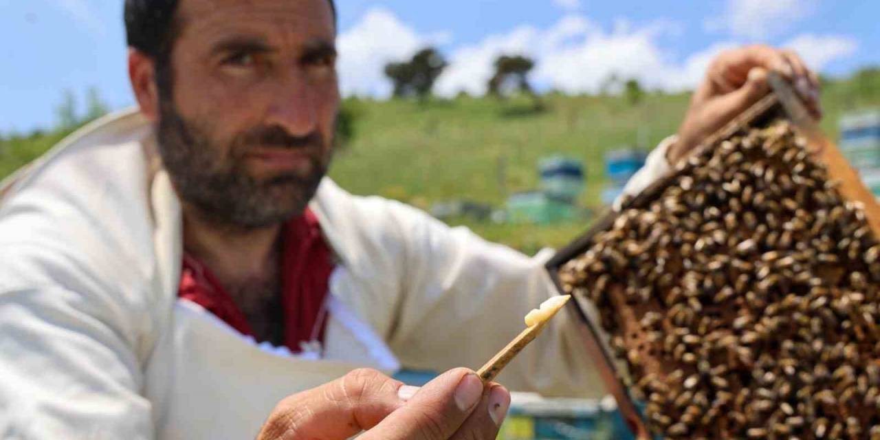 Kraliçe Arının Ömrünü Uzatan Şifa Kaynağı, Kilosu 45 Bin Liradan Alıcı Buluyor