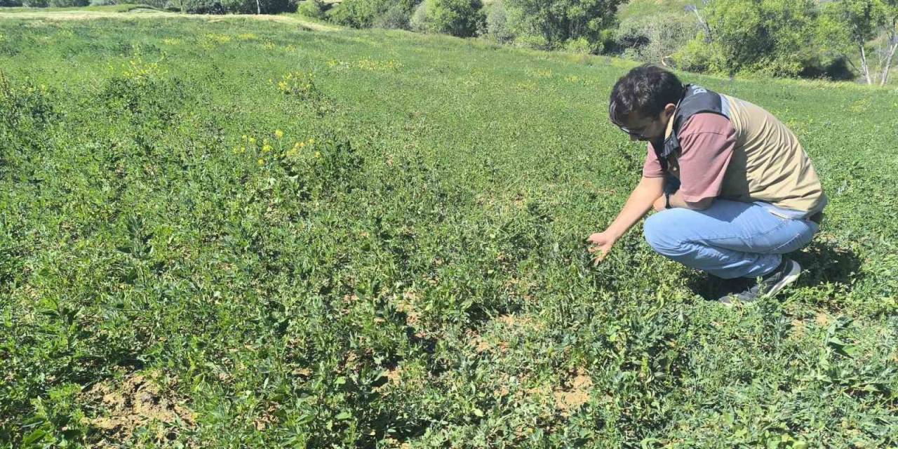 Bayburt’ta 4 Köyde Yem Bitkisi Tarla Kontrolleri Tamamlandı