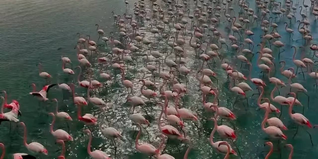 Erçek Gölü Narin Misafirleri Flamingoları Ağırlamaya Devam Ediyor