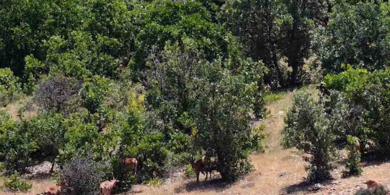 Elazığ’da Dağ Keçileri, Görüntüleri İle Hayran Bıraktı