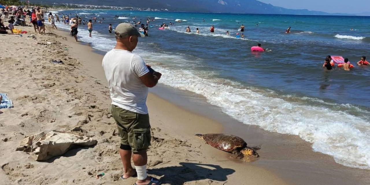 Kuşadası Sahiline Caretta Caretta Cinsi Deniz Kaplumbağası Vurdu