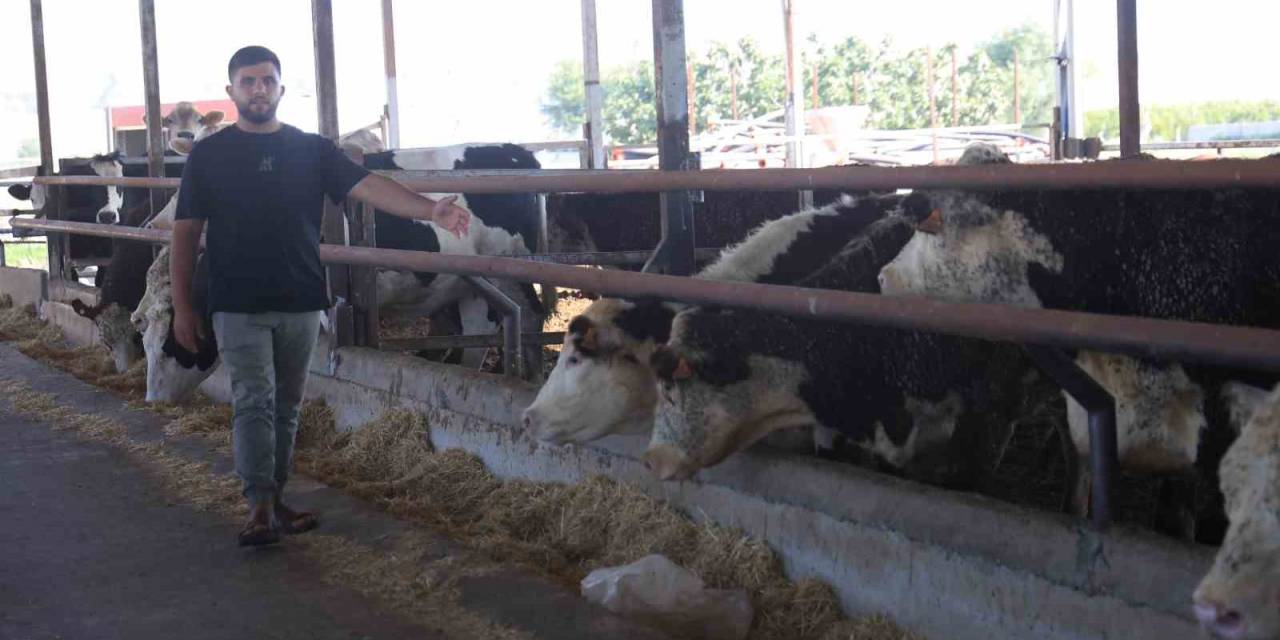 Besicinin Ceylan Gibi Koşuyorlar Dediği 300 Bin Tl Değerindeki 3 Angus Sevkiyat Esnasında Kaçarak Sırra Kadem Bastılar