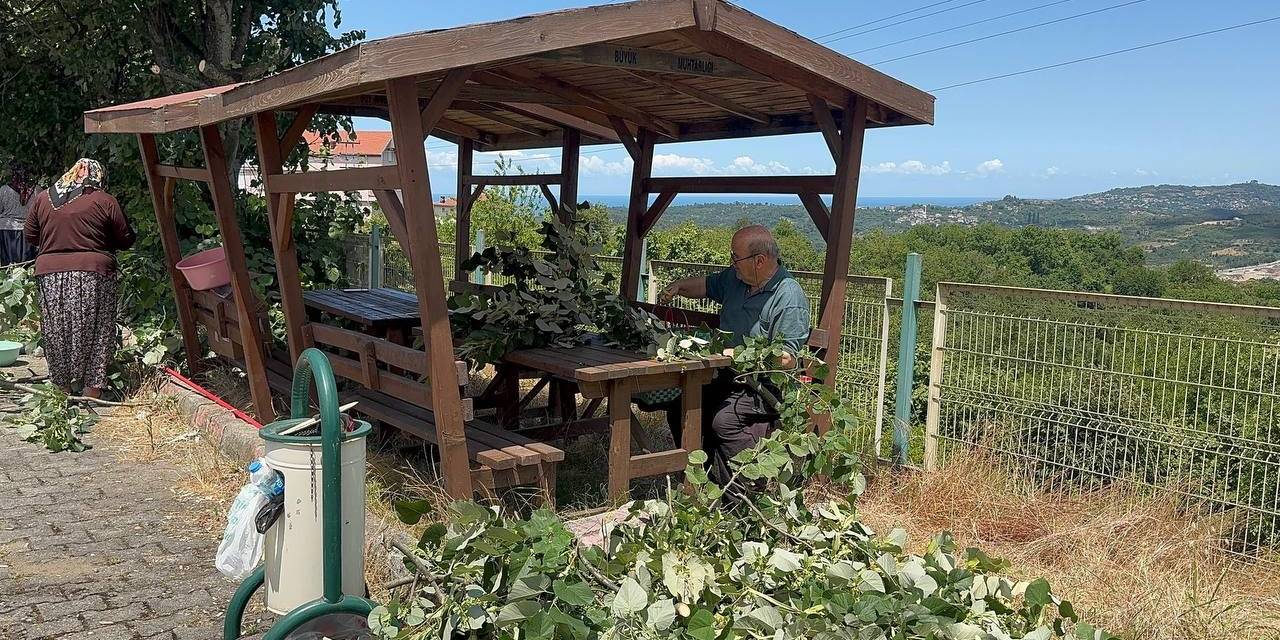 Ihlamur Ağaçlarında ’mis Kokulu’ Hasat Başladı