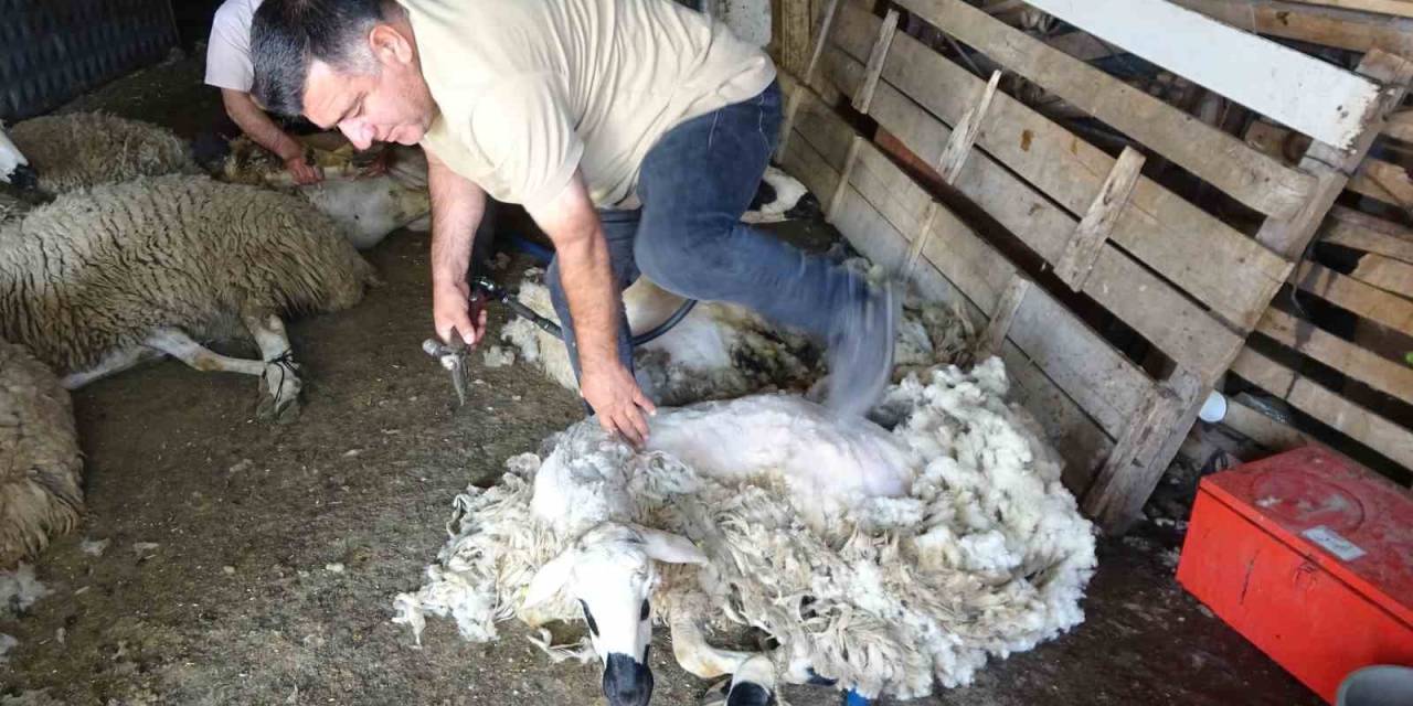 Yozgat’ta Koyun Kırkma Mesaisi Başladı