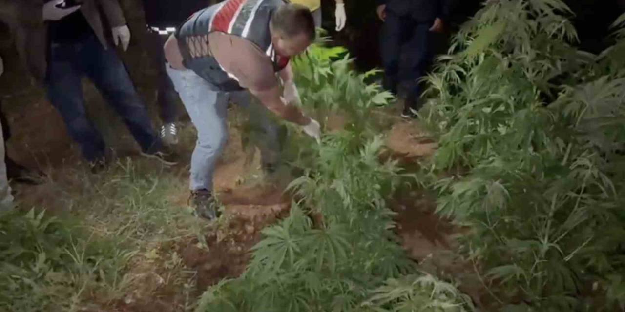 Kenevir Bahçesine Çevirilen Eve Jandarmadan Operasyon: 2 Gözaltı