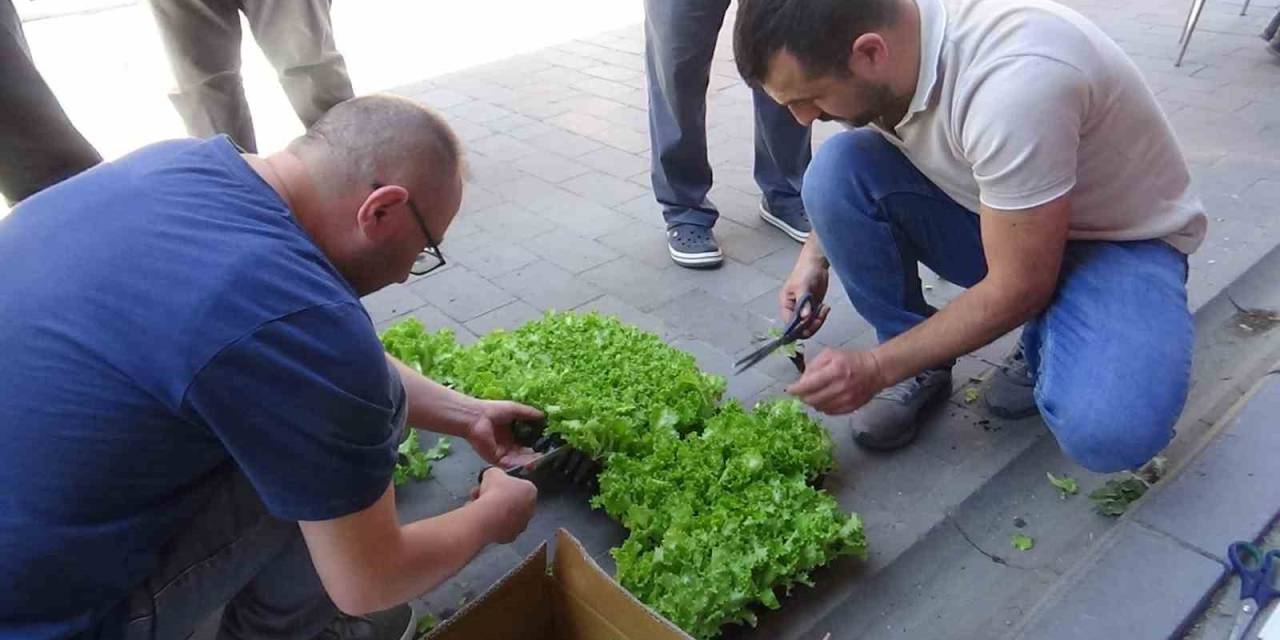Çiftçilere 10 Bin Marul Fidesi Dağıtıldı