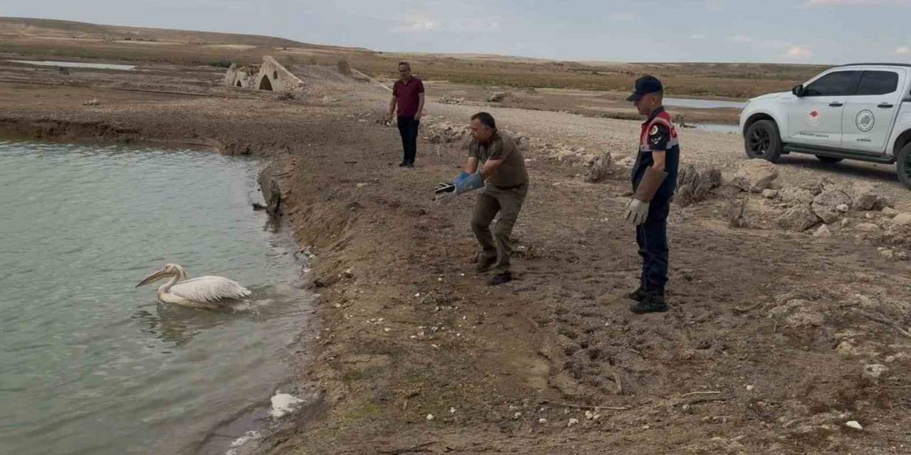 Yorgun Pelikan Tedavisinin Ardından Doğaya Bırakıldı