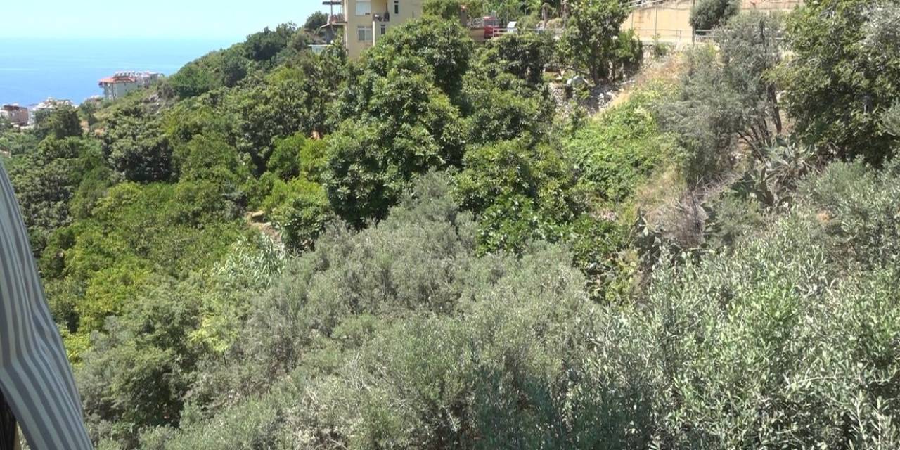 Alanya’da Apartmana Giren Yılana Kafa Tutan Sokak Kedisi Evin Bekçisi Oldu