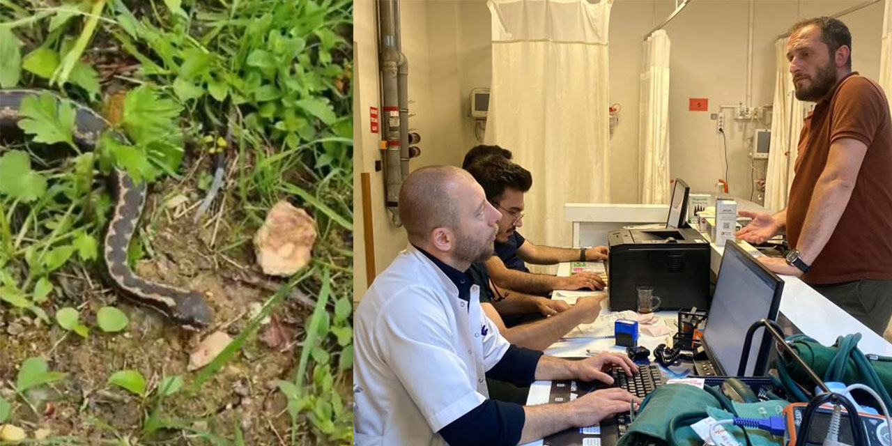 Hopa’da yılan sokmaları arttı, uzmanlar Hopa engereği konusunda uyardı