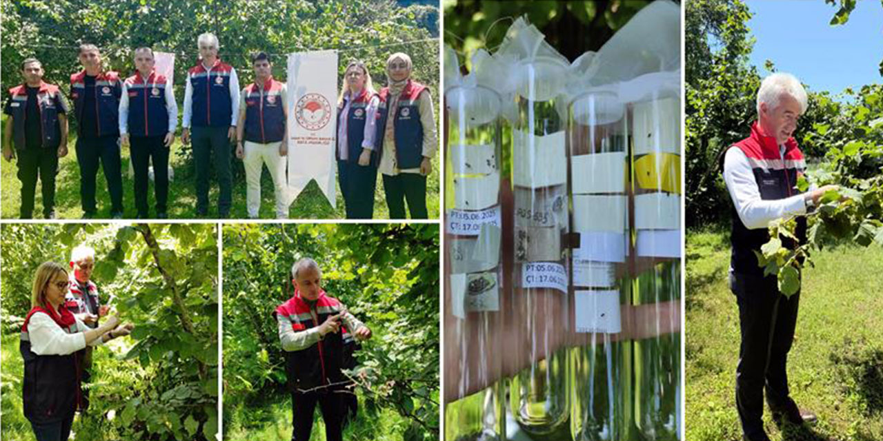 Rize'de 50 bin samuray arısı doğaya salındı