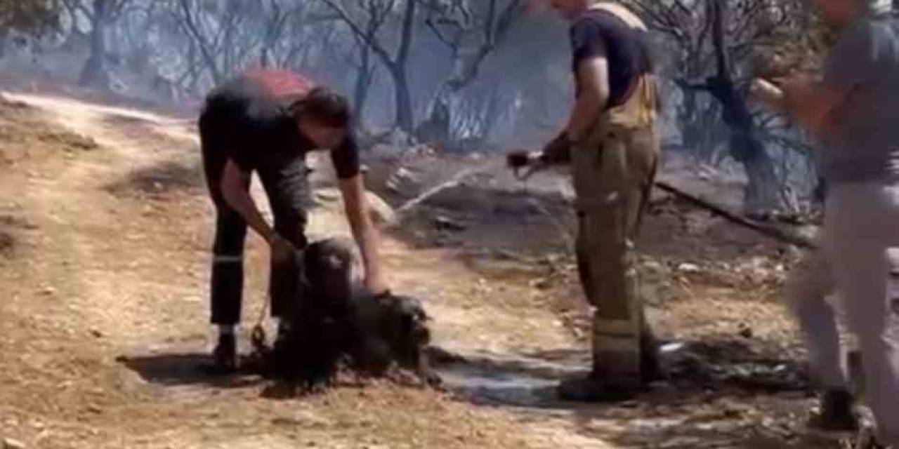 Yangından Kurtarılan Köpekler Böyle Görüntülendi