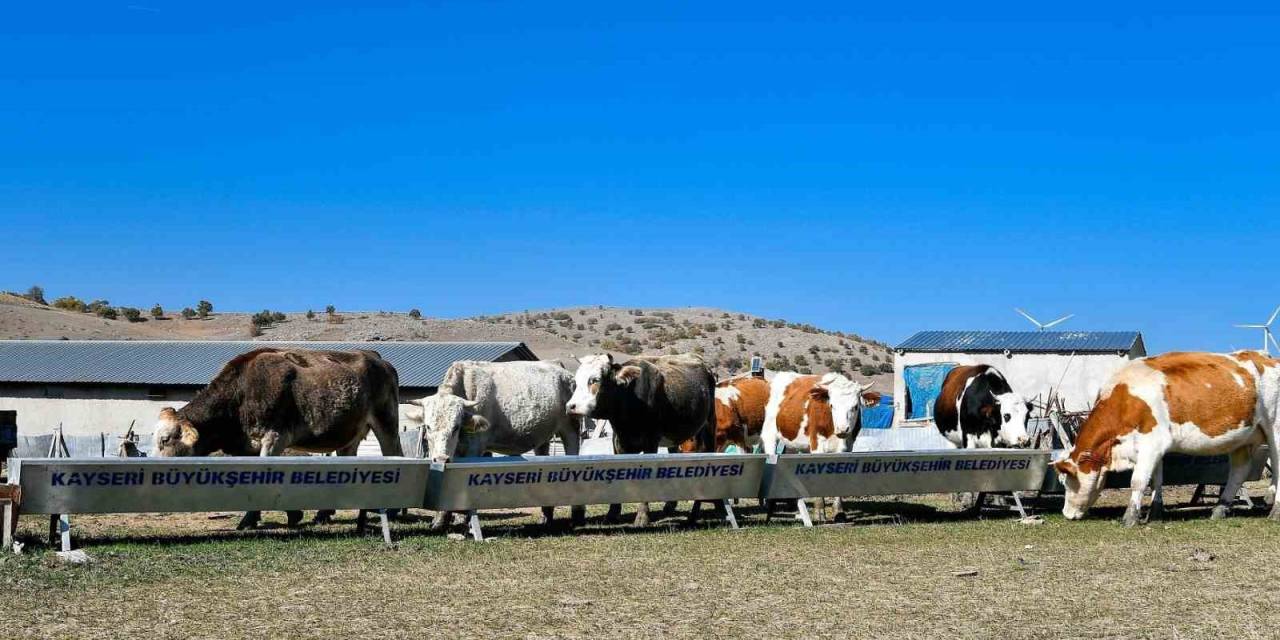 Büyükşehir’den Hayvancılığa Destek Başvurularında Dijital Kolaylık: Su Desteği Başvuruları Artık Online