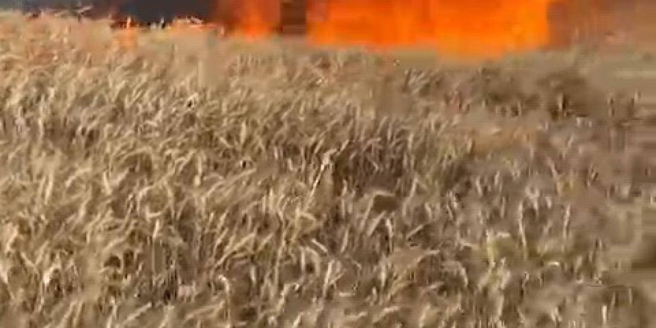 Bursa’da Buğday Tarlası Alev Alev Yandı