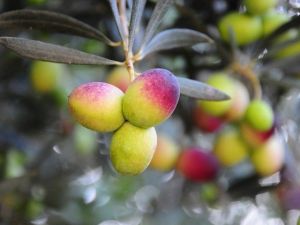 Zeytin Gerçek Değeriyle Ekonomiye Kazandırılacak