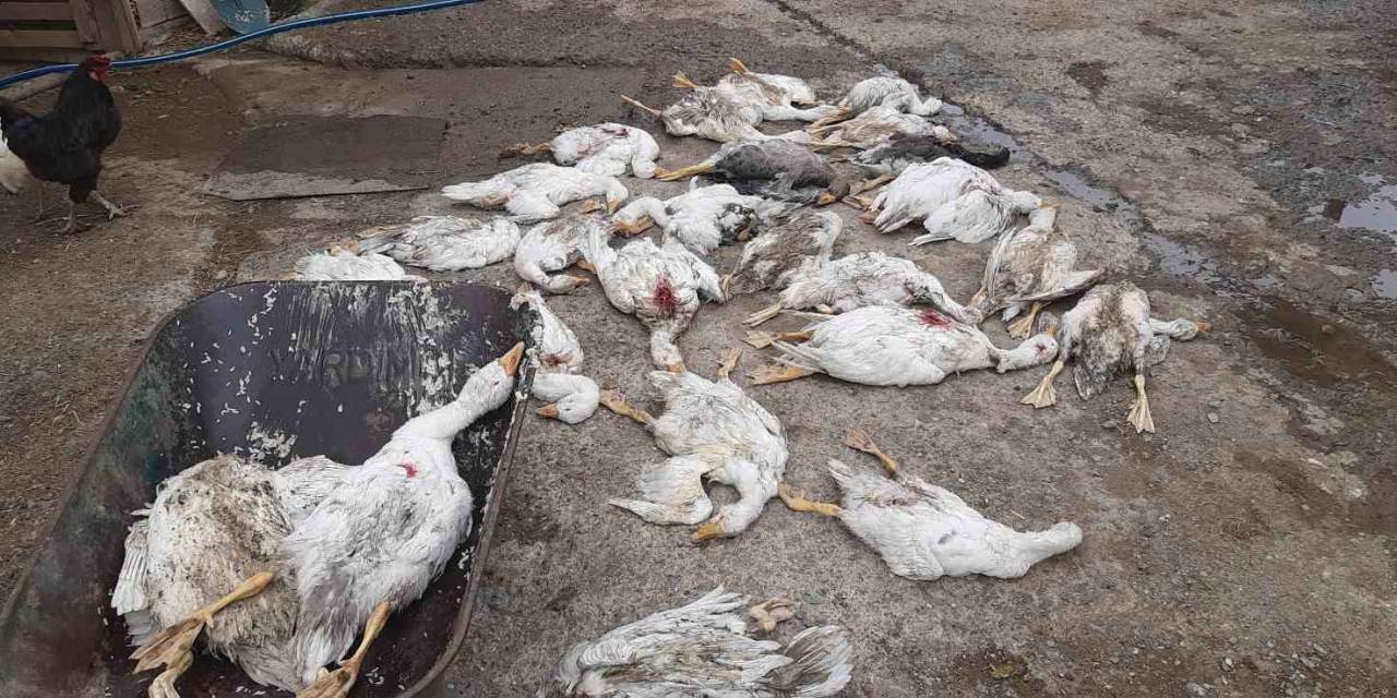 Samsun’da 26 Kaz Telef Oldu