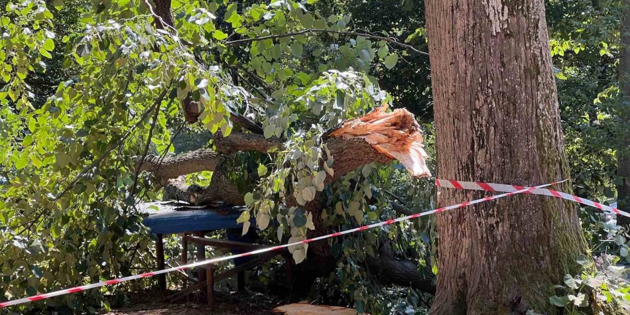 Ağacın Altında Birinin Kaldığını Düşünen Vatandaşların Panik Anı Kamerada