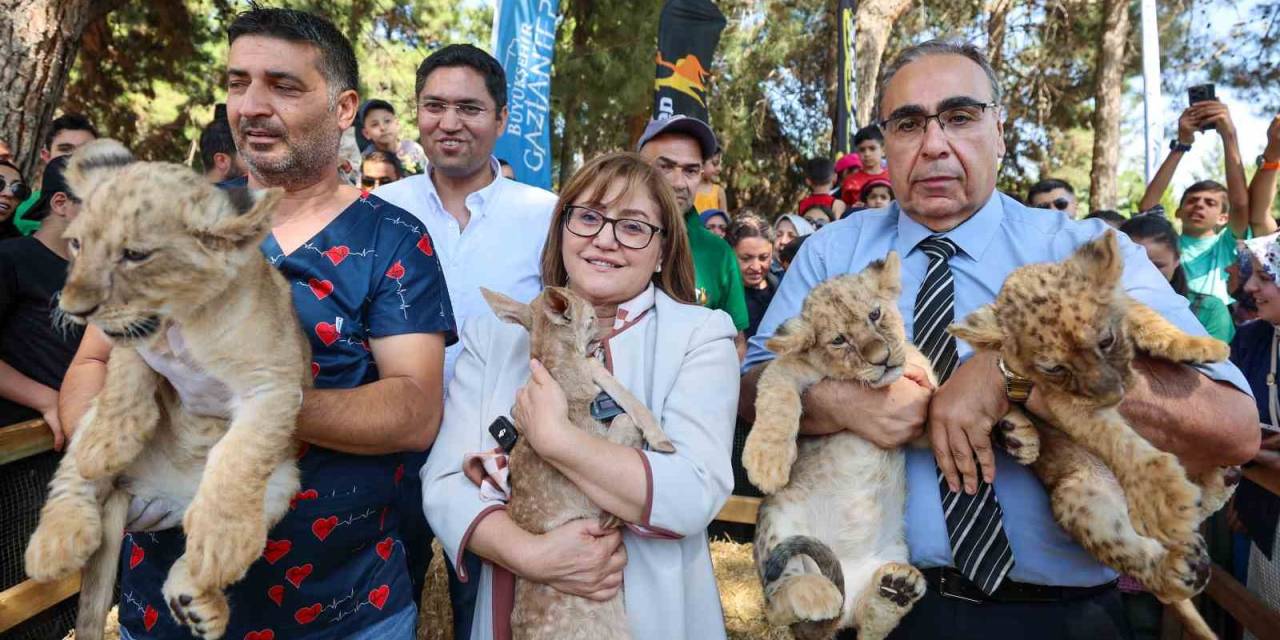 Cumhurbaşkanı Erdoğan’a Hediye Edilen Aslanların Üç Yavrusu Doğdu