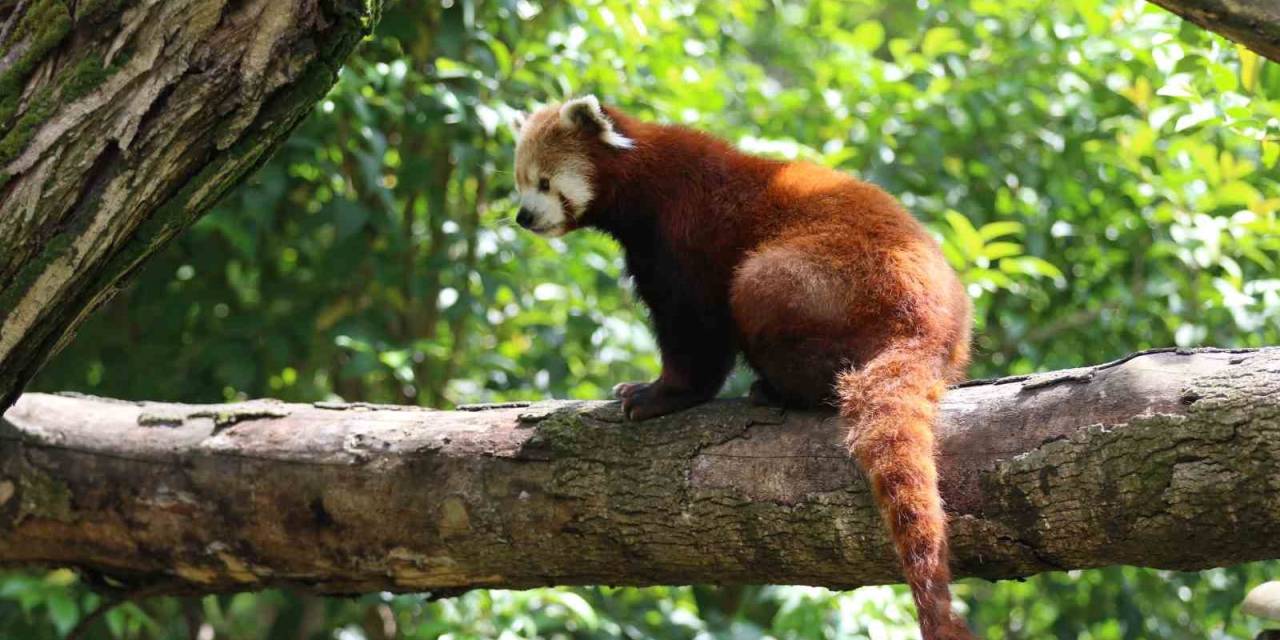 Dünyada Sayılı Bulunuyor: Özel Bakımla Yaşatılıyor